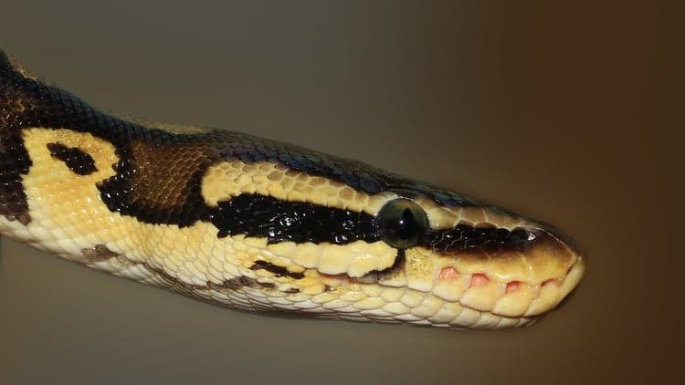 Python Development First Steps and Development IDE Platform - Free Udemy Course