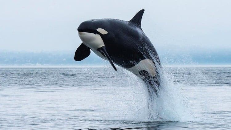 Formation Orcaflex pour débutants/étudiants/Ingénieurs - Free Udemy Course