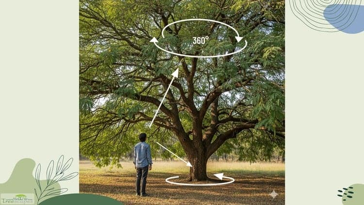 Tree Risk Inspection Basics: Assessing for health and safety - Free Udemy Course