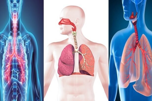 Certificate Course in Human Respiratory System