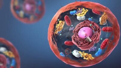 Introduction to Cell Biology