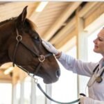 Equine Medicine Addressing Common /Complex Problems