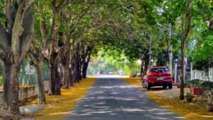 Urban Tree Planting