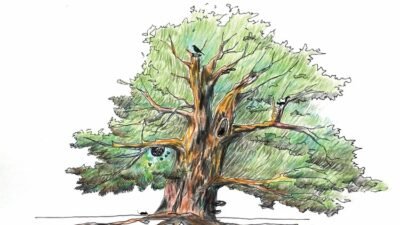 What is a Tree?