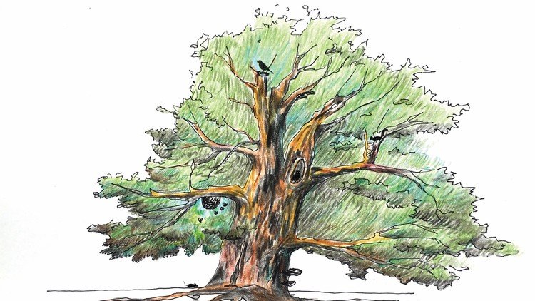 What is a Tree?