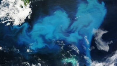 Building Bridges: Intro to Ocean AI and AI Literacy